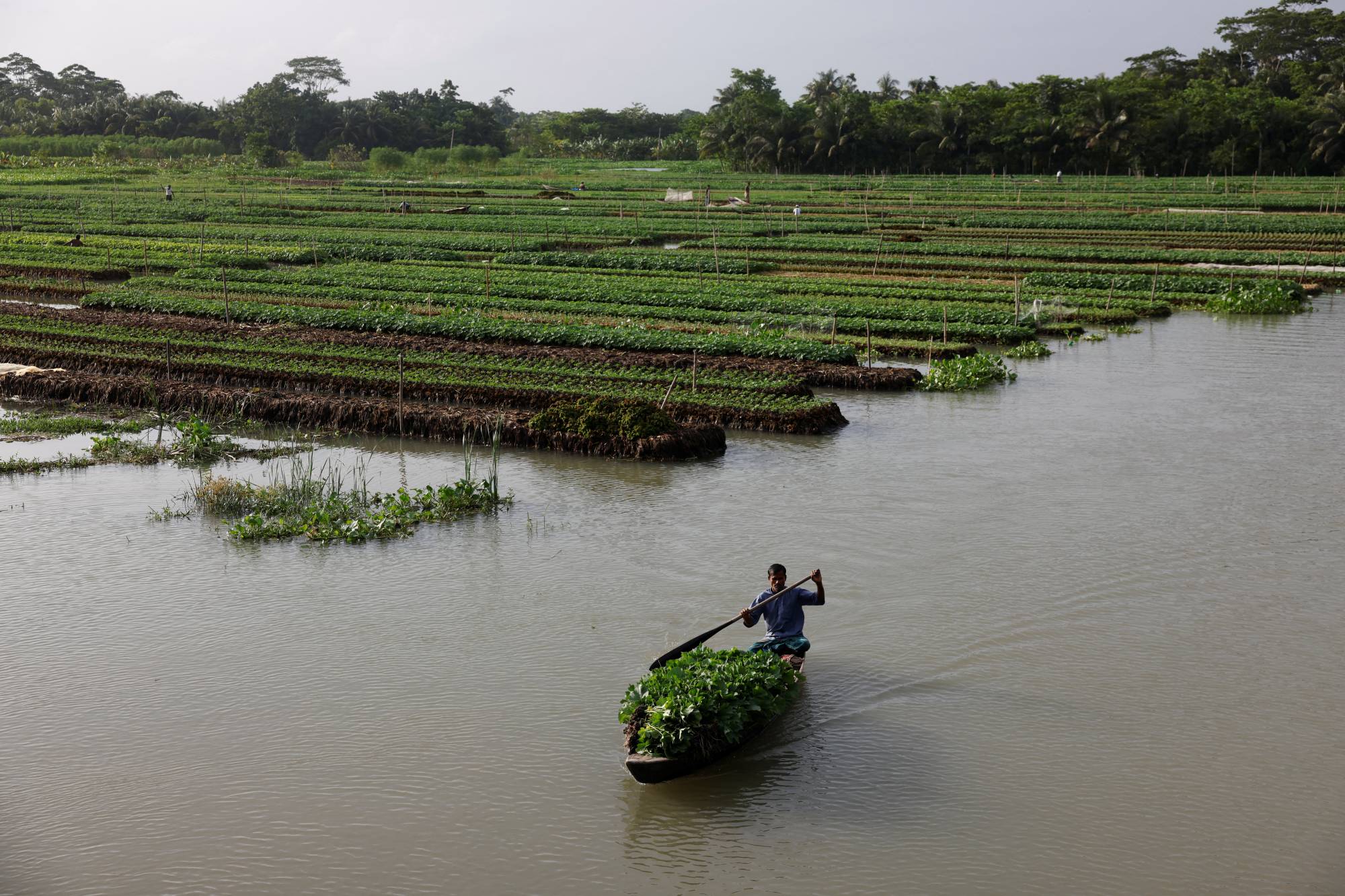 A man carries gourd seedlings to be sold to middlemen, at his floating farm in Pirojpur district, Bangladesh, in August 2022 | REUTERS
