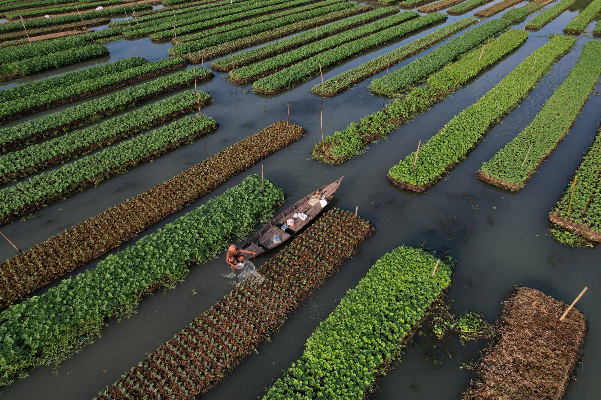 A farmer irrigates his floating bed, at his farm in Pirojpur district, Bangladesh, in August 2022.  | REUTERS