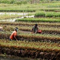 A farmer places water weeds on top of seedlings\' roots, at his floating farm in Nazirpur, Pirojpur district, Bangladesh, in August 2022 | REUTERS
