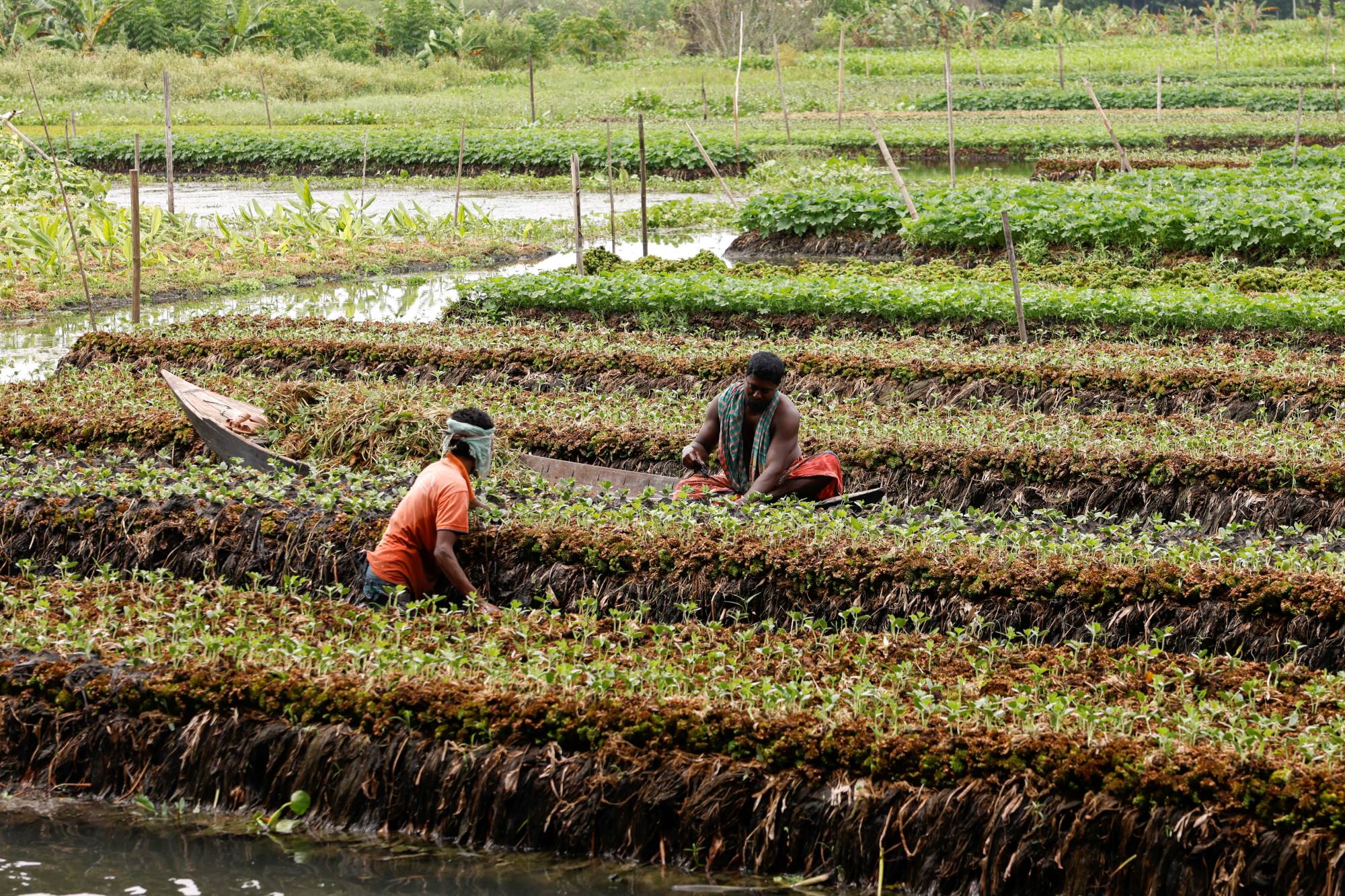 A farmer places water weeds on top of seedlings' roots, at his floating farm in Nazirpur, Pirojpur district, Bangladesh, in August 2022 | REUTERS