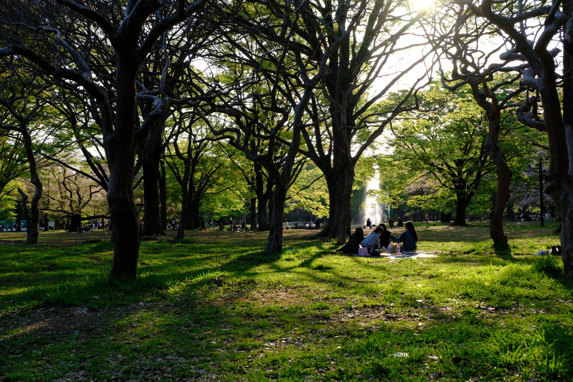 Climate & Weather Averages in Tokyo - PLAZA HOMES