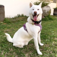 Calabash is a very nice dog, which means he probably grew up in a nice home before he lost his way.  | KANA MATSUTANI
