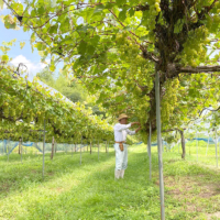 Hiroshima’s climate is ideal for growing Sera Winery’s grapes. | SERA WINERY