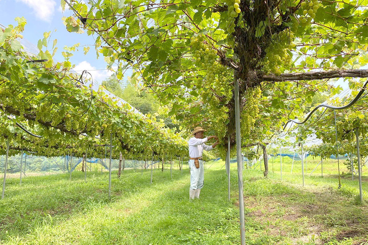 Hiroshima’s climate is ideal for growing Sera Winery’s grapes. | SERA WINERY