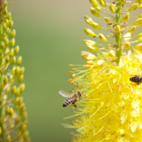 Riku Onda’s first concrete image for \"Honeybees and Distant Thunder\" started with an image of a musical prodigy in a field, listening to the sound of honeybees. | Getty Images