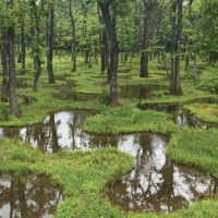 Droplets of early summer rain in the pools of the Art Biotop Water Garden in Tochigi Prefecture. | STEPHEN MANSFIELD