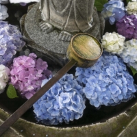 The association between hydrangeas and the rainy season, and the custom of placing the flowering bushes in the grounds of temples, has helped the flowers become one of the classic images of Japan | STEPHEN MANSFIELD