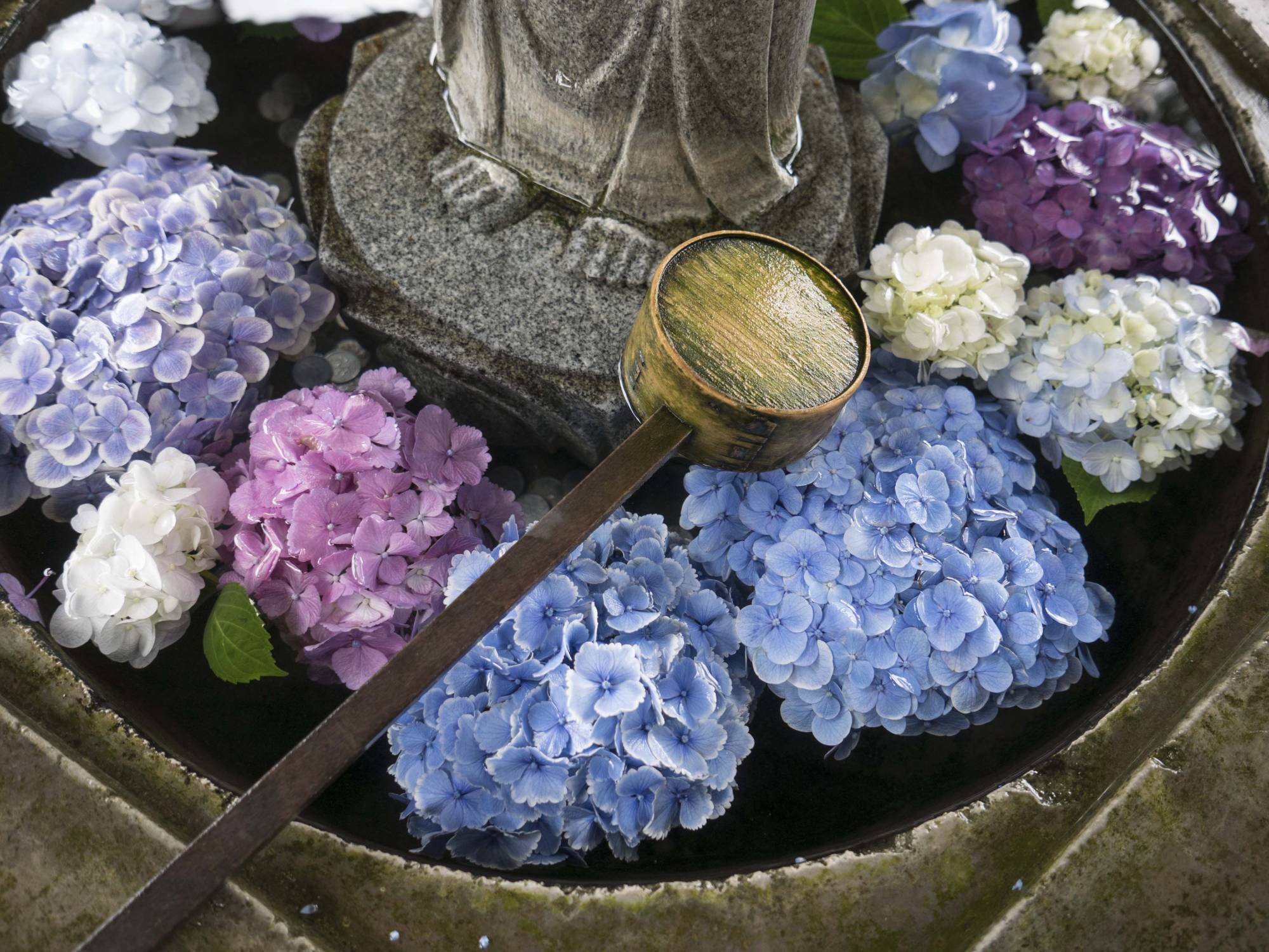 The association between hydrangeas and the rainy season, and the custom of placing the flowering bushes in the grounds of temples, has helped the flowers become one of the classic images of Japan | Stephen Mansfield