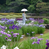 A flowering of rainy-season irises at the Ninomaru Garden in Tokyo. The upcoming rainy season will being new life to gardens across the nation. | STEPHEN MANSFIELD