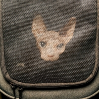 According to the U.S. Department of Transportation, more than 200 pets have died on flights in the past decade. | CLARK HODGIN / THE NEW YORK TIMES