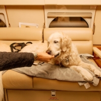 K9 Jets allows pets to fly for free without seat reservations, though they must be accompanied by human handlers. | CLARK HODGIN / THE NEW YORK TIMES