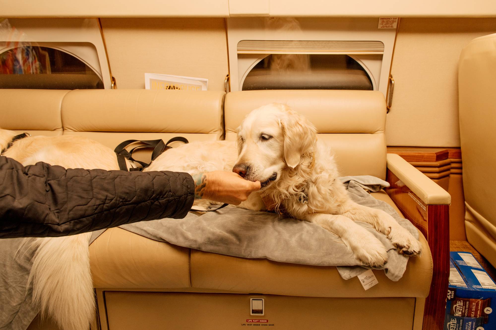 K9 Jets allows pets to fly for free without seat reservations, though they must be accompanied by human handlers. | Clark Hodgin / The New York Times
