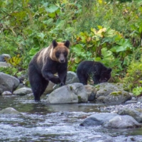 A bear in Hokkaido | GETTY IMAGES