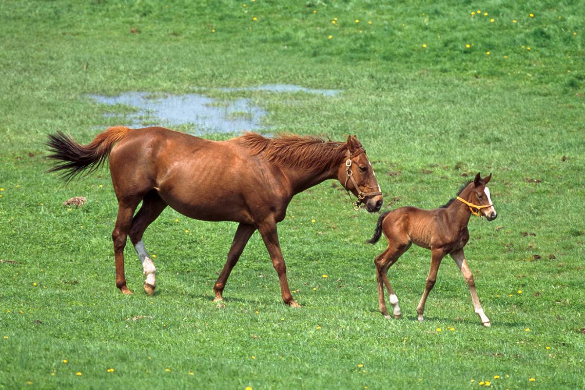 Retired horses are able to grow old at ranches. | JRA