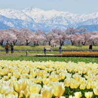 The Asahi Funakawa Spring Quartet is named after the beautiful view of the area’s colorful flowers and snow-covered Mount Asahi in early April. | MINISTRY OF FOREIGN AFFAIRS OF JAPAN / VIA KYODO