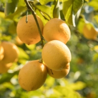 Setouchi lemons | REUTERS