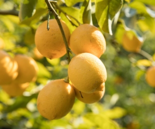 Setouchi lemons