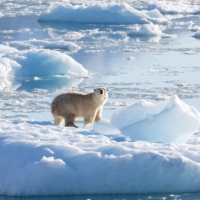 A southeast Greenland polar bear. With a 66% chance of temporarily reaching 1.5 C by 2027, \"it\'s the first time in history that it\'s more likely than not that we will exceed 1.5 C,\" one climate expert said. | NASA OCEANS MELTING GREENLAND / VIA REUTERS  
