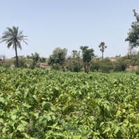 A field of bitter yellow eggplants in Mboro on March 25. From Benin to Togo and Burkina Faso to Senegal, bokashi is taking hold across West Africa. | JACK THOMPSON