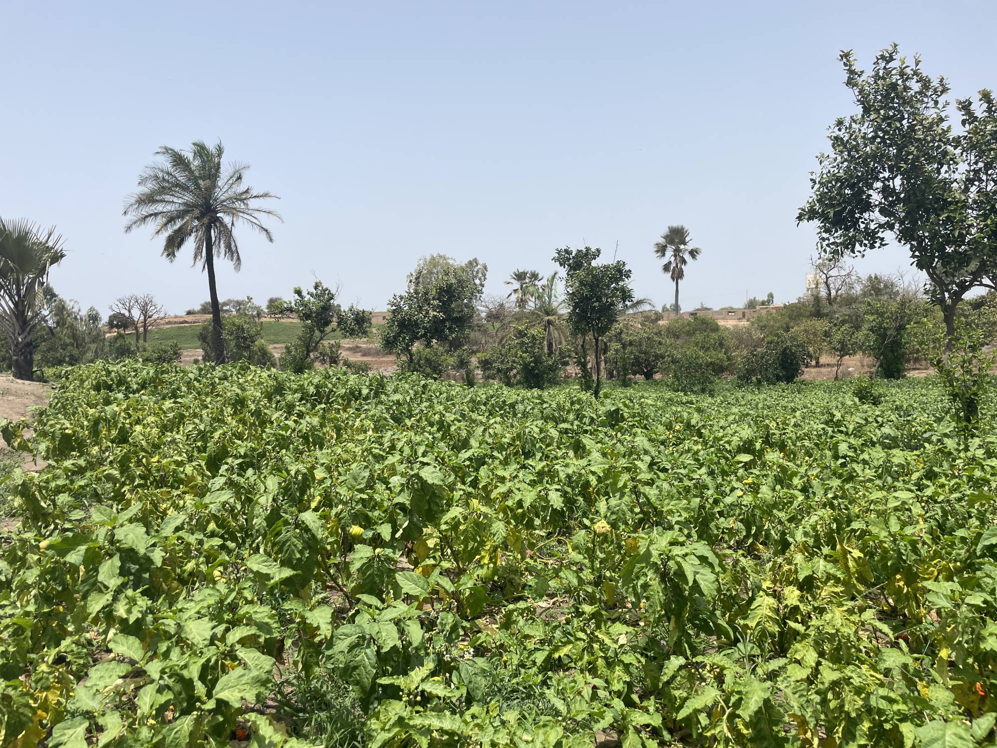 A field of bitter yellow eggplants in Mboro on March 25. From Benin to Togo and Burkina Faso to Senegal, bokashi is taking hold across West Africa. | Jack Thompson