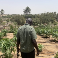 El Hadji Abdoulaye Biteye, a technician from Senegal’s National Agency for Agricultural and Rural Council, inspects a papaya orchard in Mboro on March 25. | JACK THOMPSON
