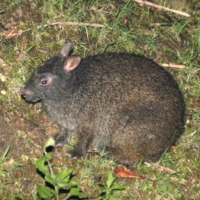 A photo taken in 2021 shows an Amami black rabbit, a rare species found only in Japan.  | KYODO
