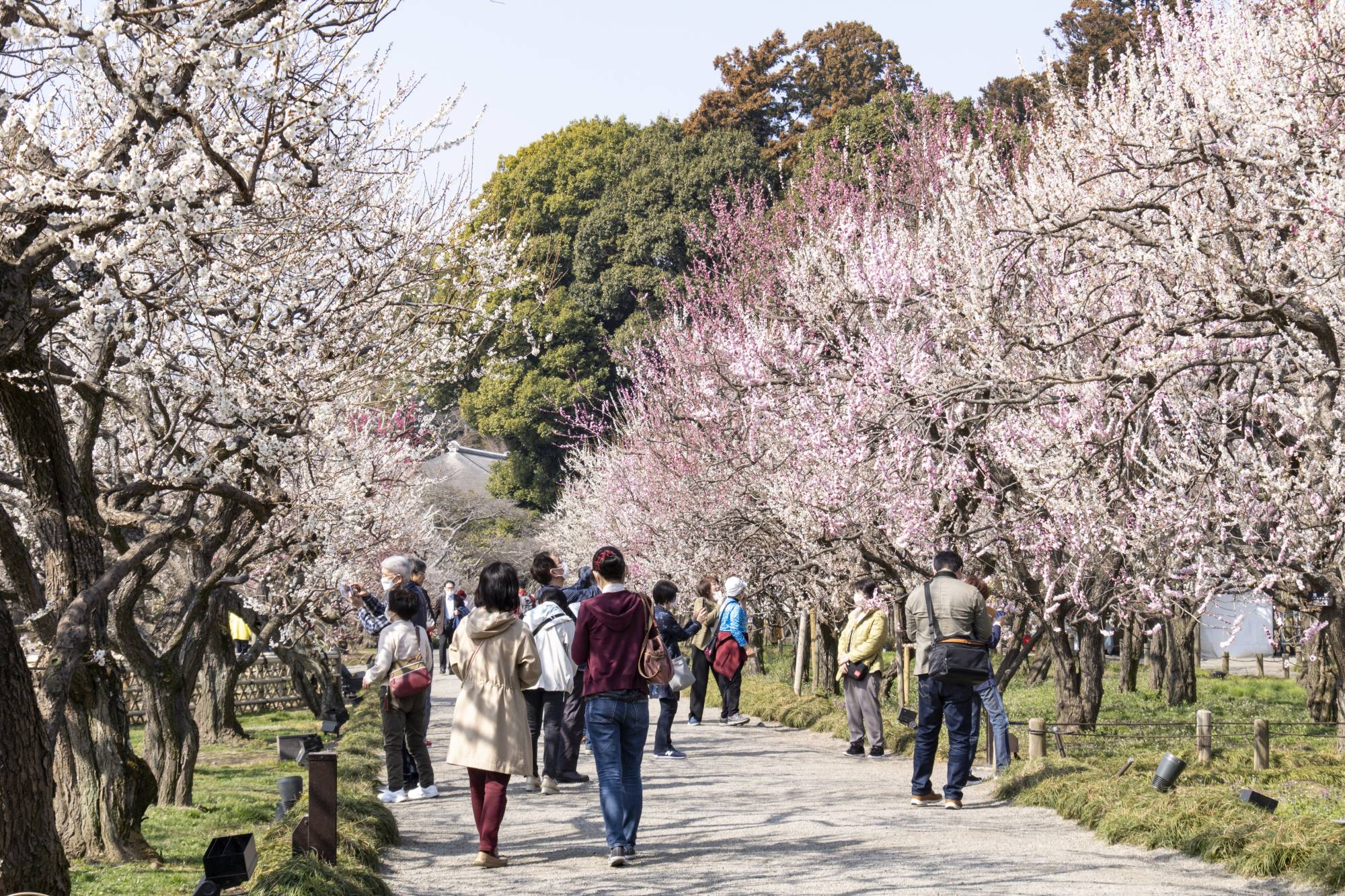 Japan Times