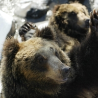 Brown bears at an animal park in Hokkaido. Since 1962, 150 bear attacks have been recorded in the northern prefecture.  | REUTERS