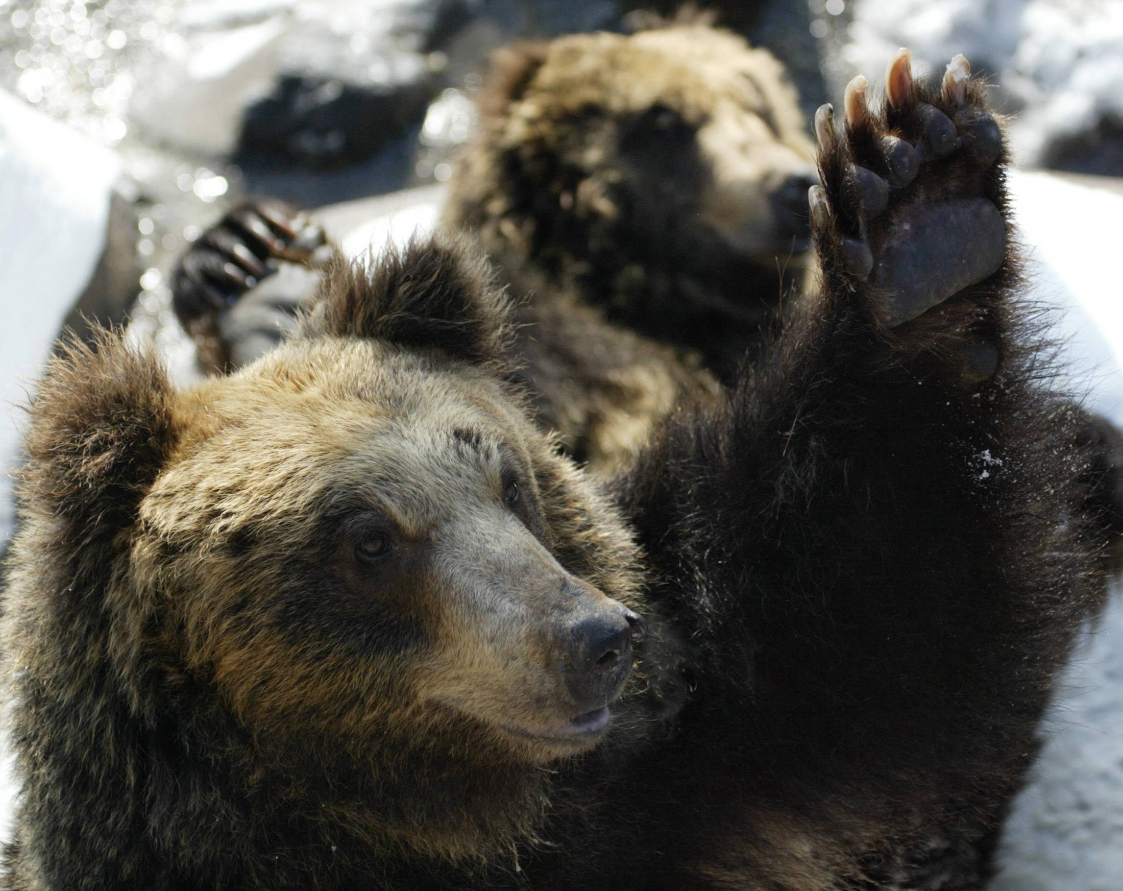 Brown bears at an animal park in Hokkaido. Since 1962, 150 bear attacks have been recorded in the northern prefecture.  | REUTERS