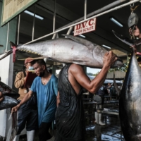 Fresh big-eyed tuna is weighed at a fish port complex in General Santos, Philippines, in August. | BLOOMBERG