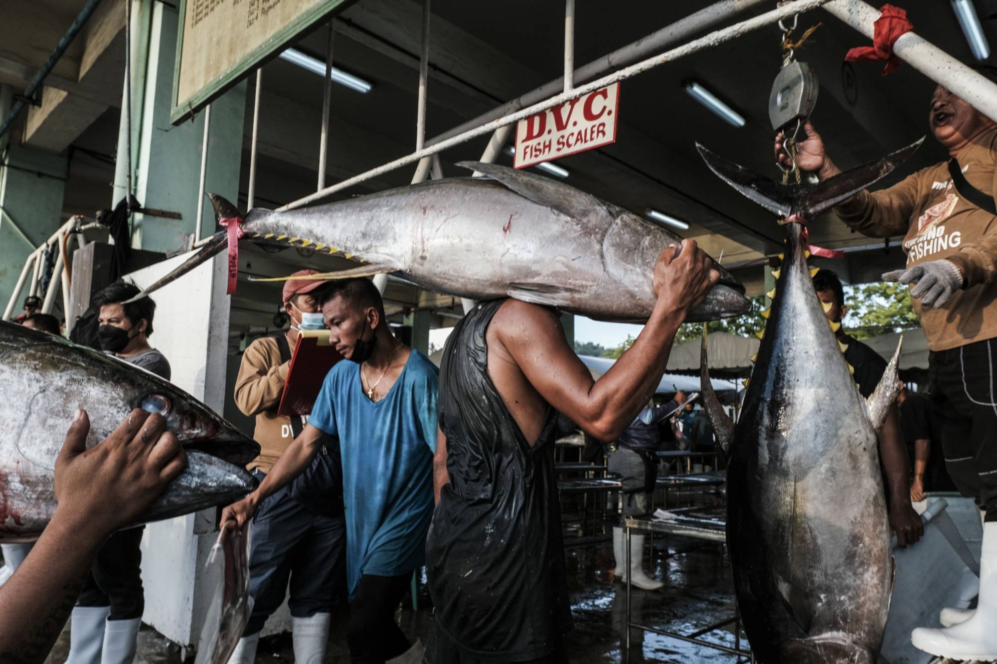 Japan's bigeye tuna catches in Indian Ocean to be cut by 6% - The Japan  Times