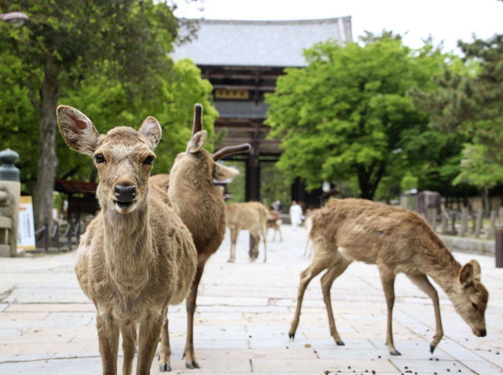 Japan Times