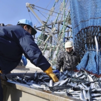 Saury are landed at Hanasaki port in Nemuro, Hokkaido, in November. The saury catch in 2022 slipped 5.6% from the previous year to 18,400 tons. | KYODO
