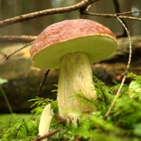 Soils contain about 75% of the planet’s terrestrial carbon and fungi play a critical role in storing that. | GETTY IMAGES