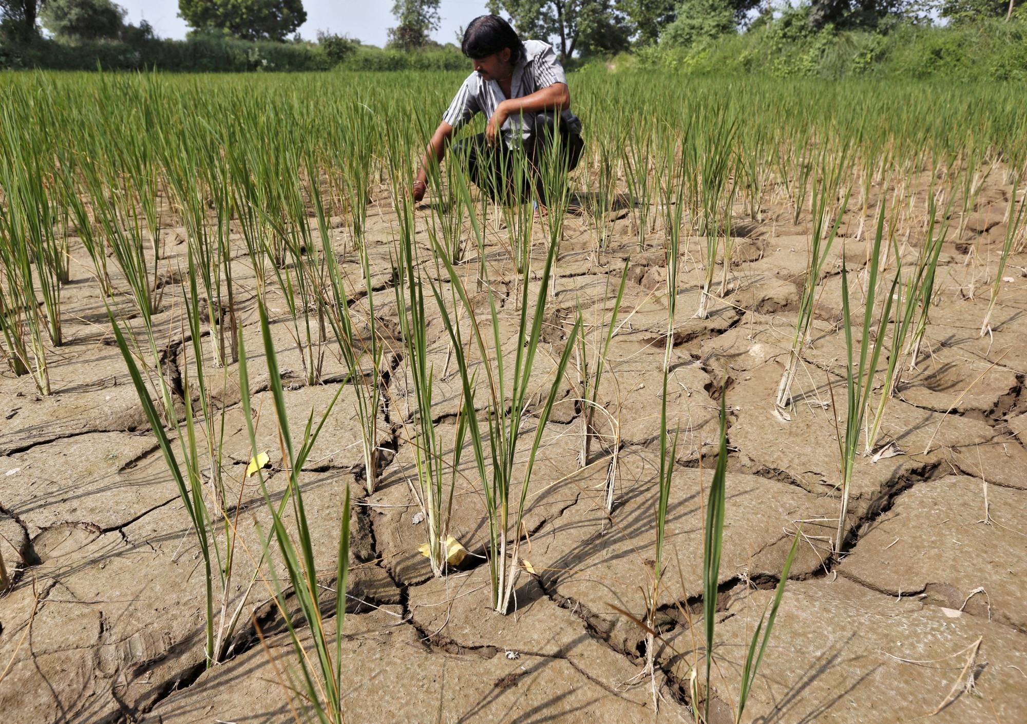 How El Nino could impact the world s weather this year and next The Japan Times