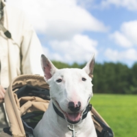 When Airbuggy first began designing the pet stroller and showed the concepts to investors or clients from Europe or America, they laughed. | AIRBUGGY

