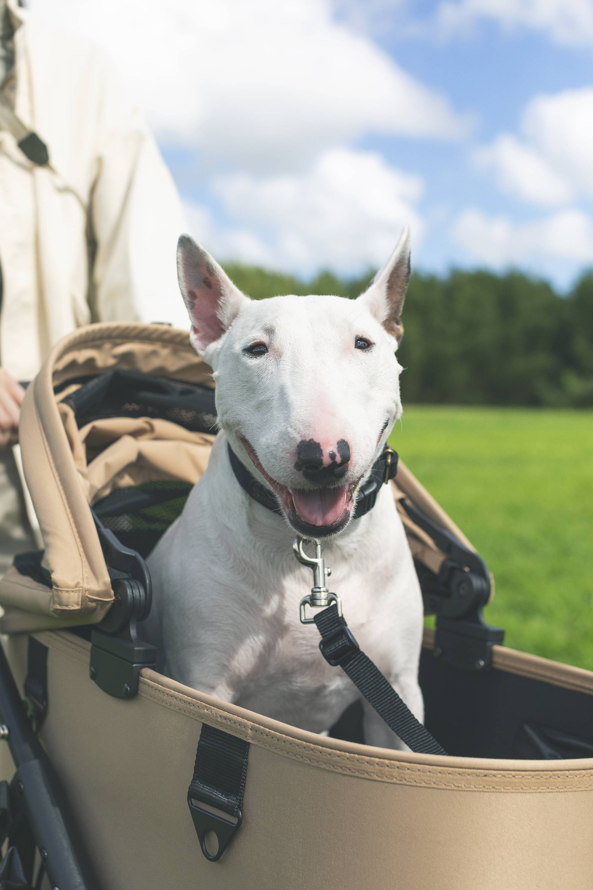Airbuggy dog stroller online usa