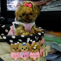 A pet dog sits in a pet stroller at Interpets in Tokyo in March 2022. | REUTERS