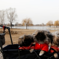 A man takes his long-haired imported Pekingese dogs for a walk in a stroller at a park in Beijing in February 2018. | REUTERS