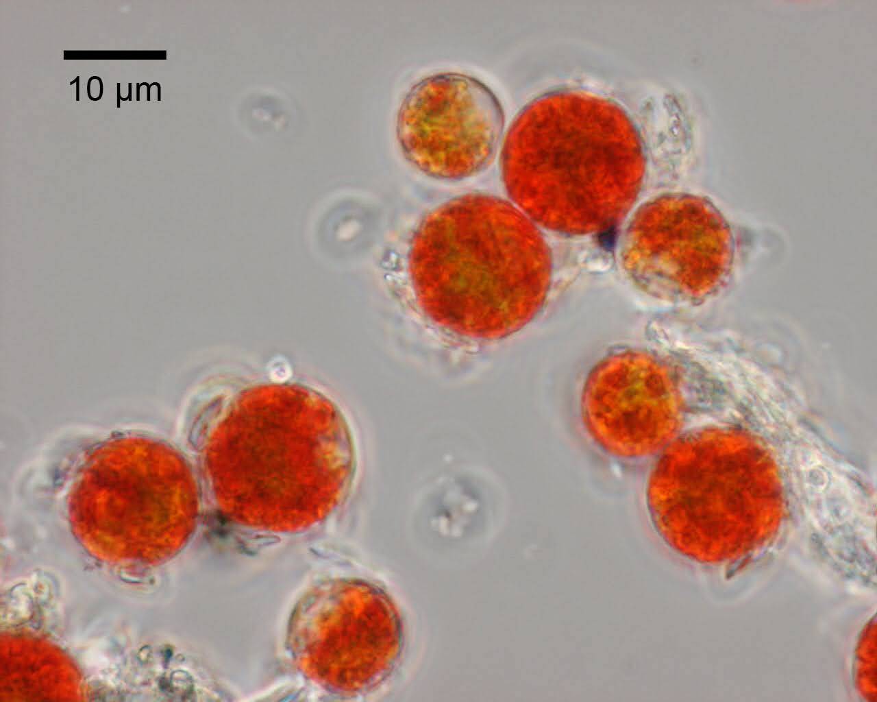 JAPAN Algae - まる Colorful snow algae is blooming in Japan's alpine areas