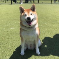 Mugiko the Shiba realizes this is her world and we\'re just sharing it with her.  | YUKI IWASAKI 
