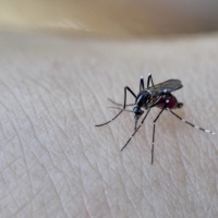 Researchers have found that spraying a surfactant solution on mosquitoes, which usually repel water, allows their wings to become wet, preventing them from flying and knocking them out of the air. | GETTY IMAGES