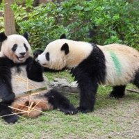 Twin giant panda cubs Xiao Xiao (right) and Lei Lei at Tokyo\'s Ueno Zoo on Monday | TOKYO ZOOLOGICAL PARK SOCIETY / VIA KYODO