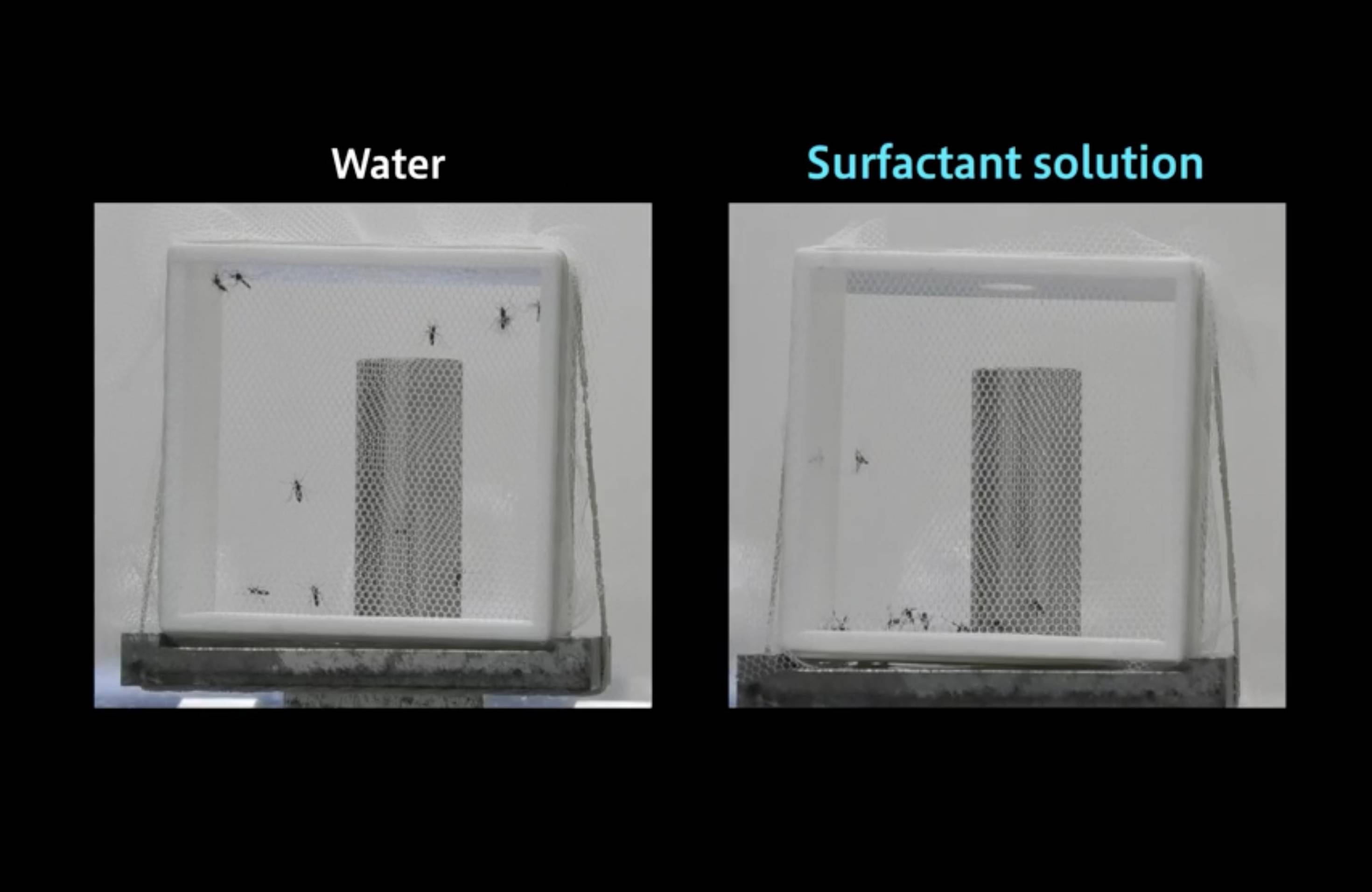 Mosquitos sprayed with water (left) fly in a cage, while those sprayed with a surfactant solution are unable to fly. | COURTESY OF KAO