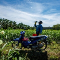 A farmer drinks water from a bottle in Selangor, Malaysia, in May. | BLOOMBERG