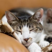 According to the Japan Pet Food Association, 60% of owners take their cat to a veterinarian at most once a year. | GETTY IMAGES
