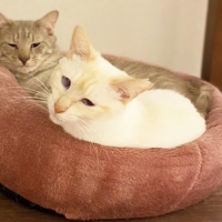 Biwa is in the back and Sugarbee is closer to the camera in this shot of two pals taking some time to chill.  | MISAKI SHIMANAKA
