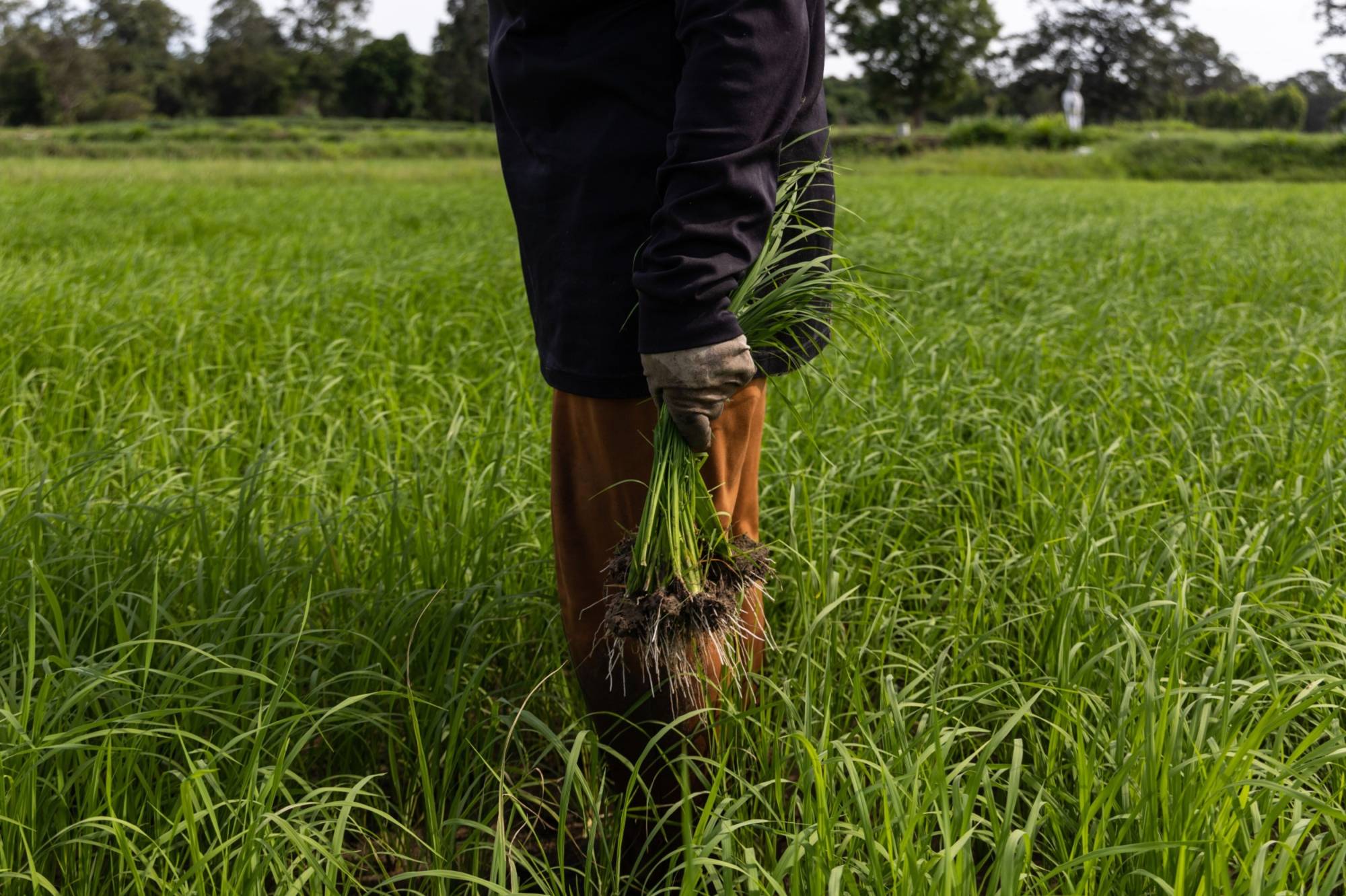 A farmer plants rice in Sisaket province, Thailand. Thai authorities have asked farmers to restrict rice planting to a single crop to conserve water, and sugar producers see output falling for the first time in three years. | BLOOMBERG