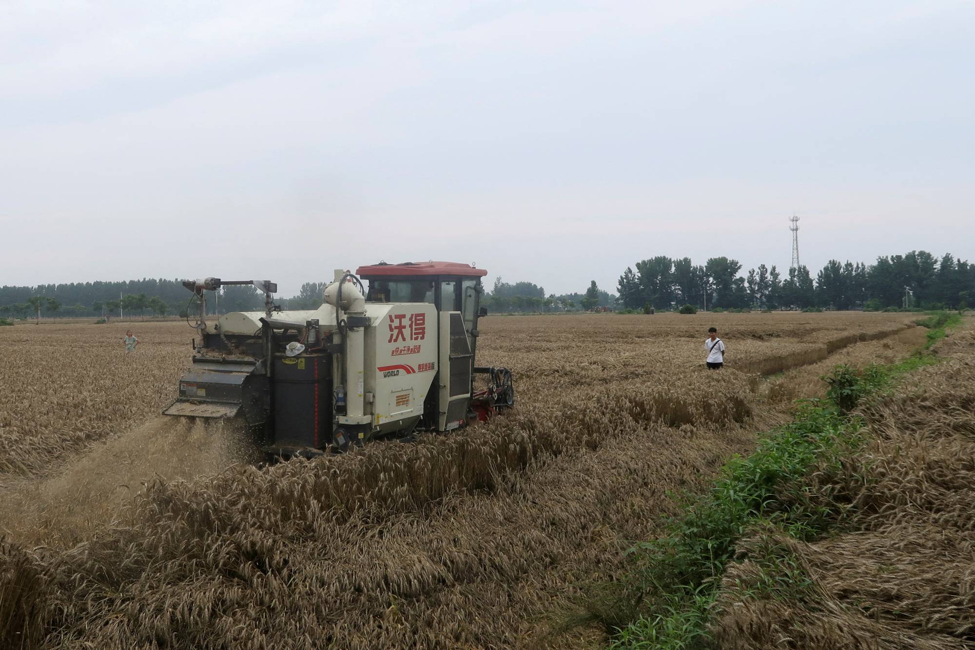 A combine is used to harvest wheat in Zhumadian, Henan province, China on June 5. | REUTERS