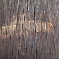A 17-year-old Canadian tourist is suspected of having carved letters with his fingernail on the pillar of Toshodaiji Temple\'s Golden Hall.  | NARA PREFECTURAL POLICE / VIA KYODO